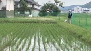 農薬散布ドローン依頼の予約が始まりました！
