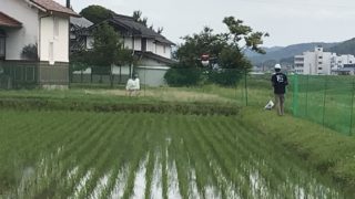 【ドローン農薬散布】日程の最終調整が始まりました！