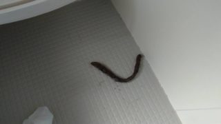 【画像閲覧注意】生き物を死骸を処理致しました！