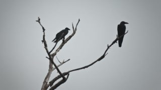 ネコ・鳥などの死体処理致します！【広島市近郊】
