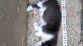 子猫の死骸処理をしました【広島市南区】