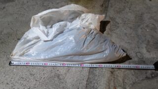 ネコの死骸処理を致しました【広島市内】