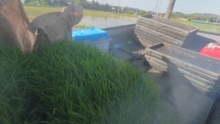 田植えのお手伝いを致しました