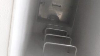 【法人】野良猫の救助を致しました【広島市中区】