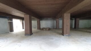 【個人】ネコの死骸処理をしました【広島市安芸区】