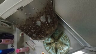 【個人】洗濯機のクリーニングを行いました【広島市西区】