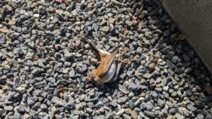 【個人】鳥の死骸を処理致しました【東広島市】
