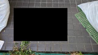 【個人】ネコの死骸処理を致しました【広島市安佐北区】