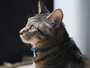 広島市内でペットや野良猫などの動物の遺体の処理を行う便利屋万。衛生面に配慮し、丁寧に運び出します。