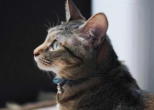 【広島市】庭先で野良猫が…動物やペットの遺体。困った時はすぐご連絡ください