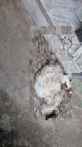 広島市西区にて、家の庭で亡くなっていた猫の死骸処理を行う「広島の便利屋 万(べんりや ばん)」。元消防士が即日対応。