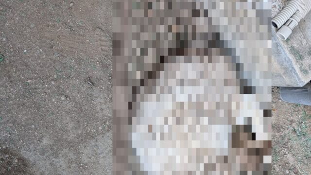 【広島市 西区】庭に猫の死骸が…当日依頼・即日対応で元消防士が処理|広島の便利屋 万