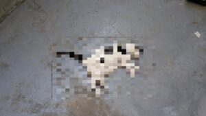 広島市中区にて、当日ご依頼の猫の死骸処理に即日対応する「広島の便利屋 万（べんりや ばん）」。