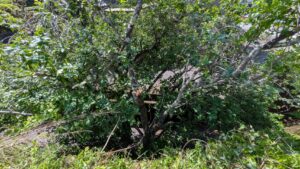 広島市安佐北区にて、クマ接近防止のためのサクランボの木伐採作業を約2時間で完了させた近所の便利屋さん「万（べんりや ばん）」。