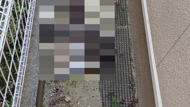 【広島市 安佐南区】電話依頼から1時間以内で急行！緊急の「ネコの死骸処理」も元消防士のスピード対応で｜便利屋 万
