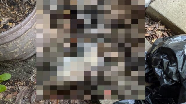 【広島市 西区】手の届かない「縁側の下」の緊急SOS！ネコの死骸処理に即日対応しました｜便利屋 万
