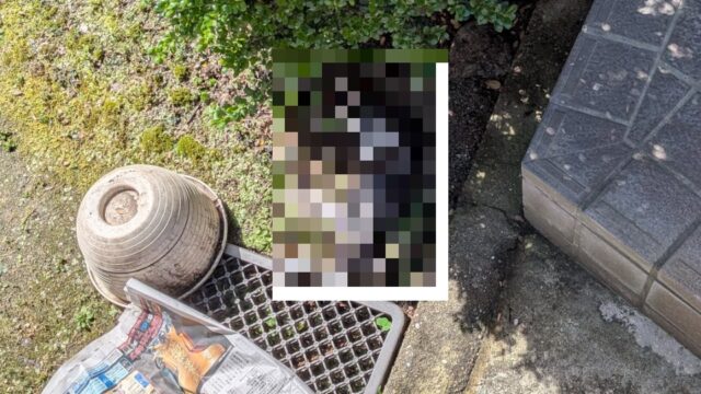 【広島市 安佐南区】高齢者の一人暮らしをサポート!「子猫の死骸処理」の緊急SOSに即日駆けつけました|便利屋 万
