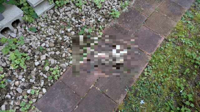 【広島市 安佐南区】ご近所様からのご紹介SOS！緊急の「ネコの死骸処理」に当日・即日対応いたしました｜便利屋 万
