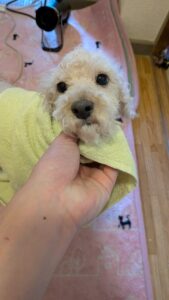 広島市西区にて、飼い主様に代わってワンちゃん（犬）のカットとシャンプーを優しく丁寧に行う近所の便利屋さん「万（べんりや ばん）」。